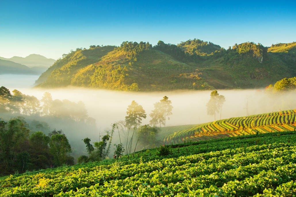 Chiang Mai