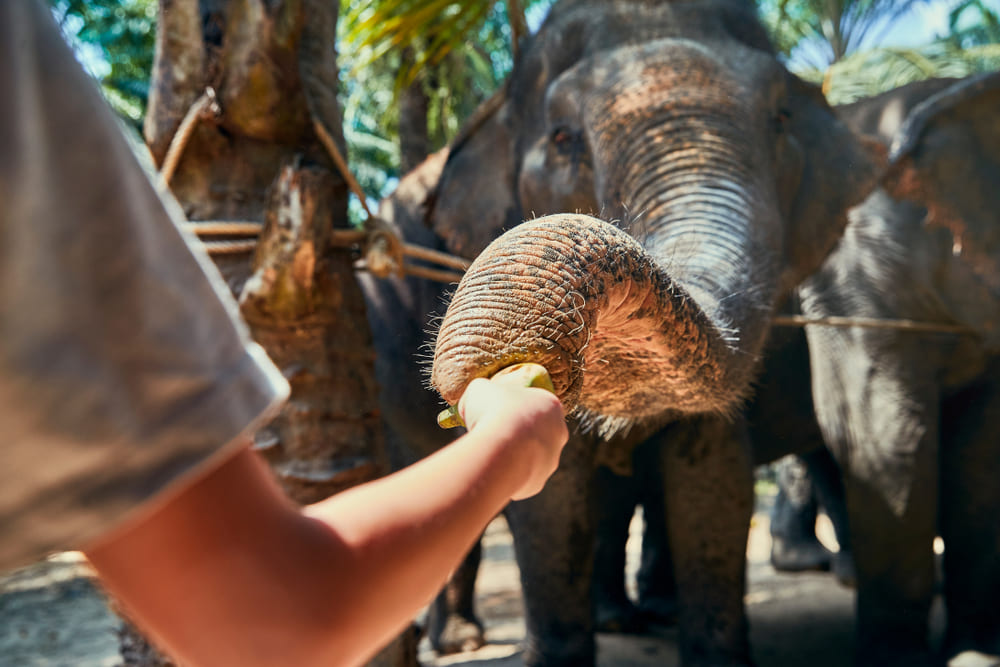 Feeding Elephants at Sanctuary