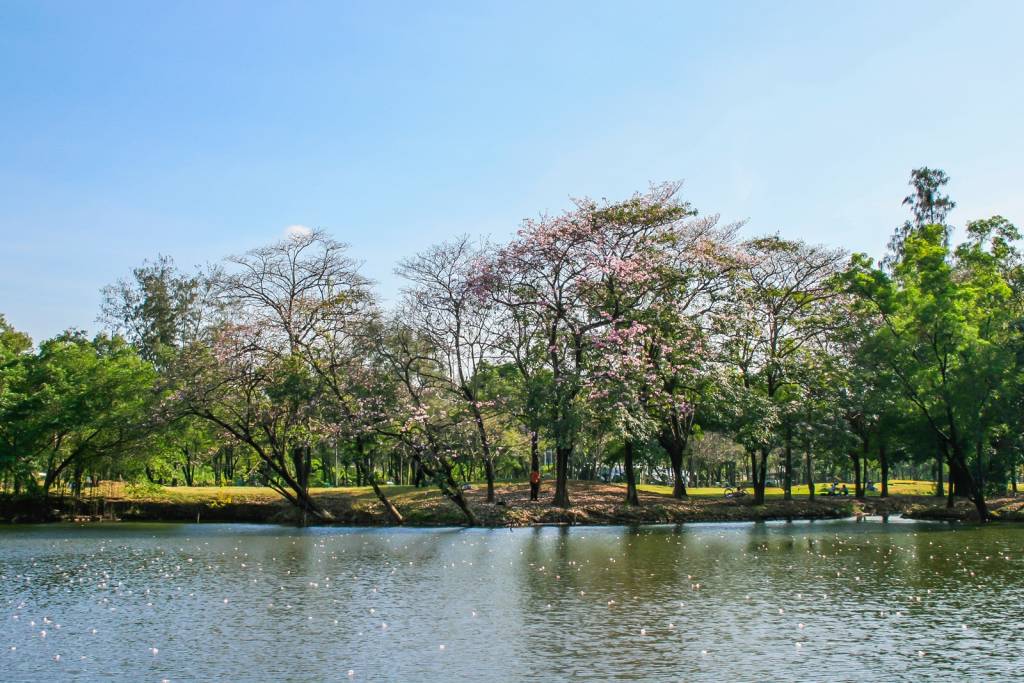 Suan Rot Fai