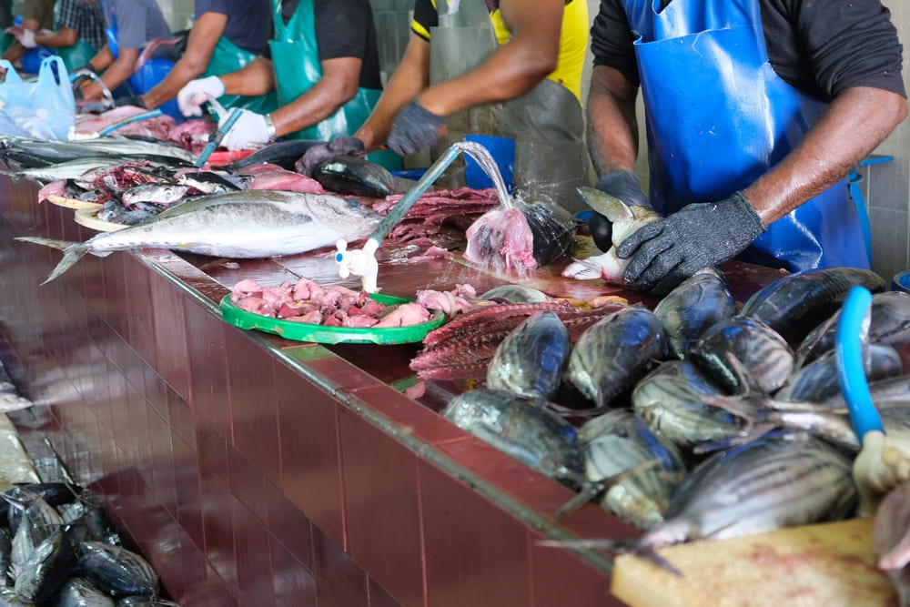  Male Fish Market