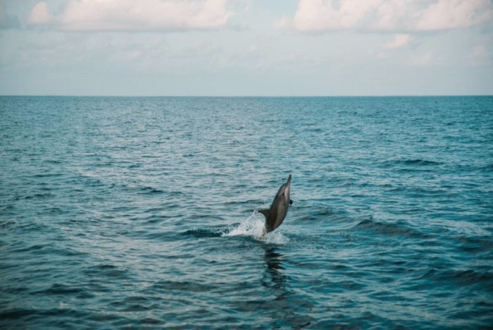 Sunset Cruise tour dolphine