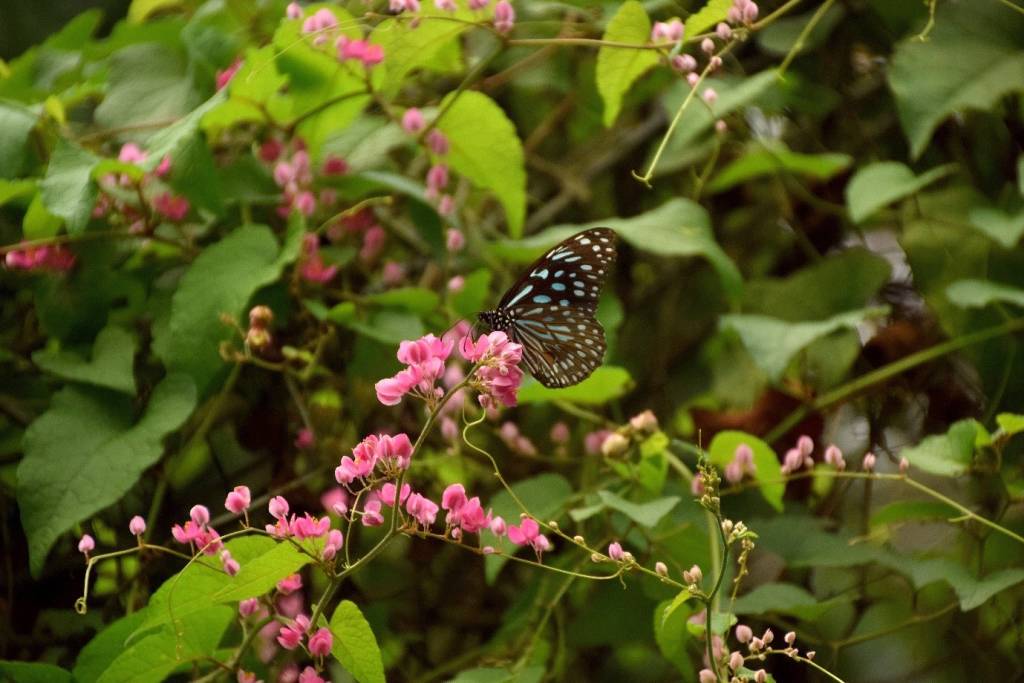 Places to visit in Siem Reap