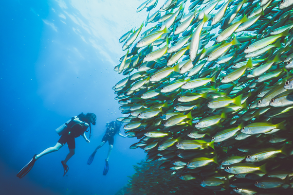 Experience Scuba Diving in Phuket: What to See and Where to Dive