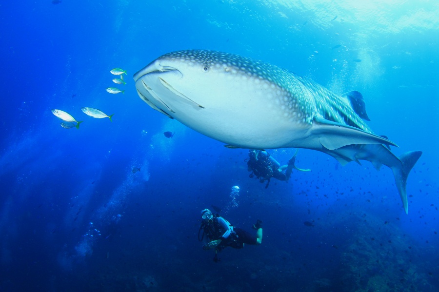 Whale Shark Koh Tao