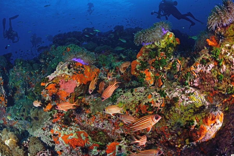 Coral Koh Tao