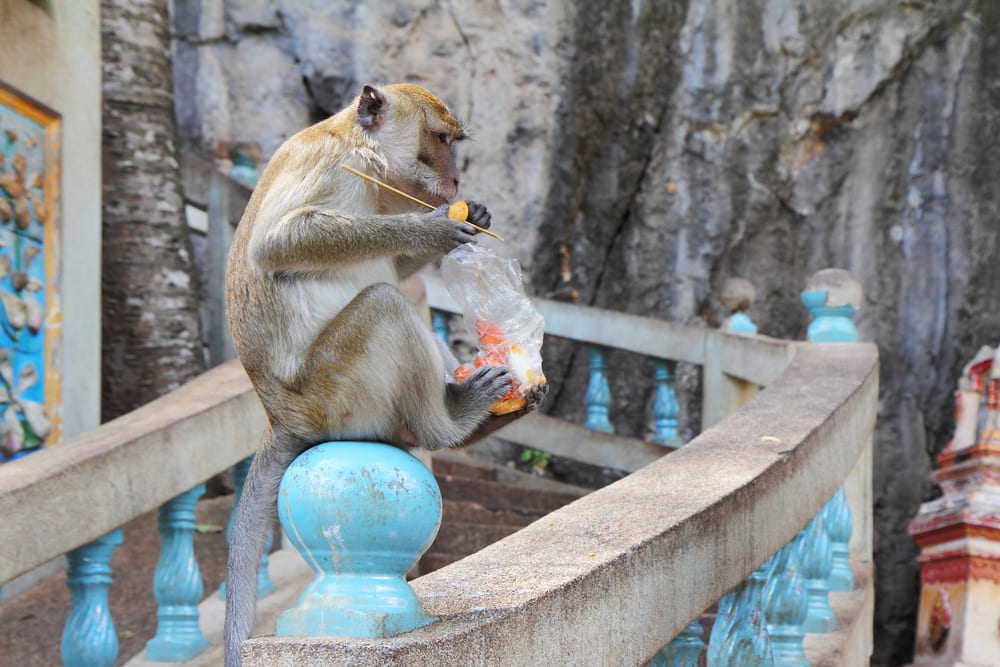 Monkey Eats Food Stolen from a Tourist