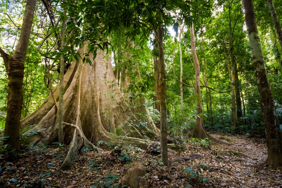 Khao Phanom Bencha National Park Krabi