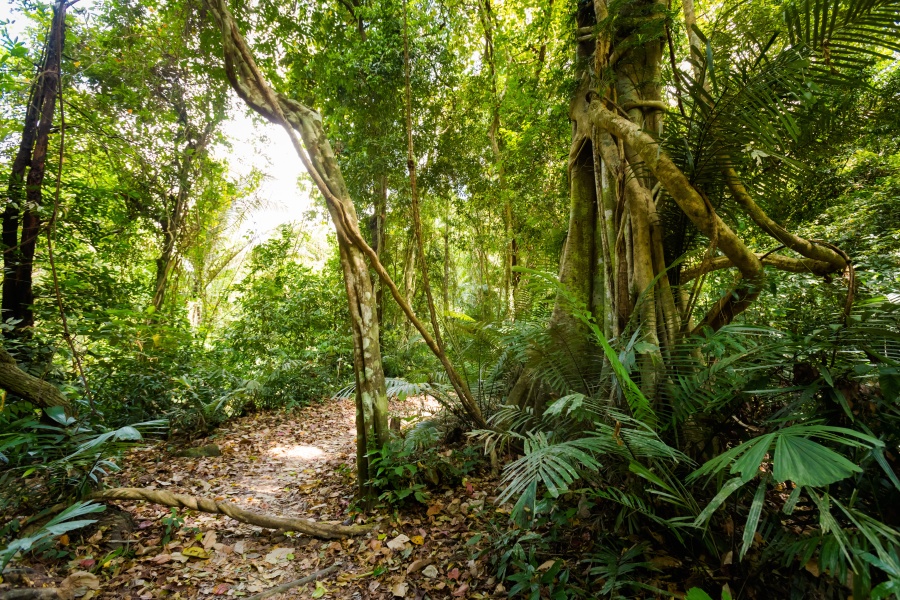 Khao Phanom Bencha National Park Krabi