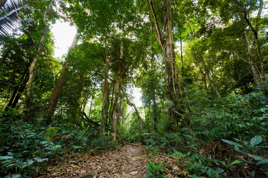 Khao Phanom Bencha National Park Krabi