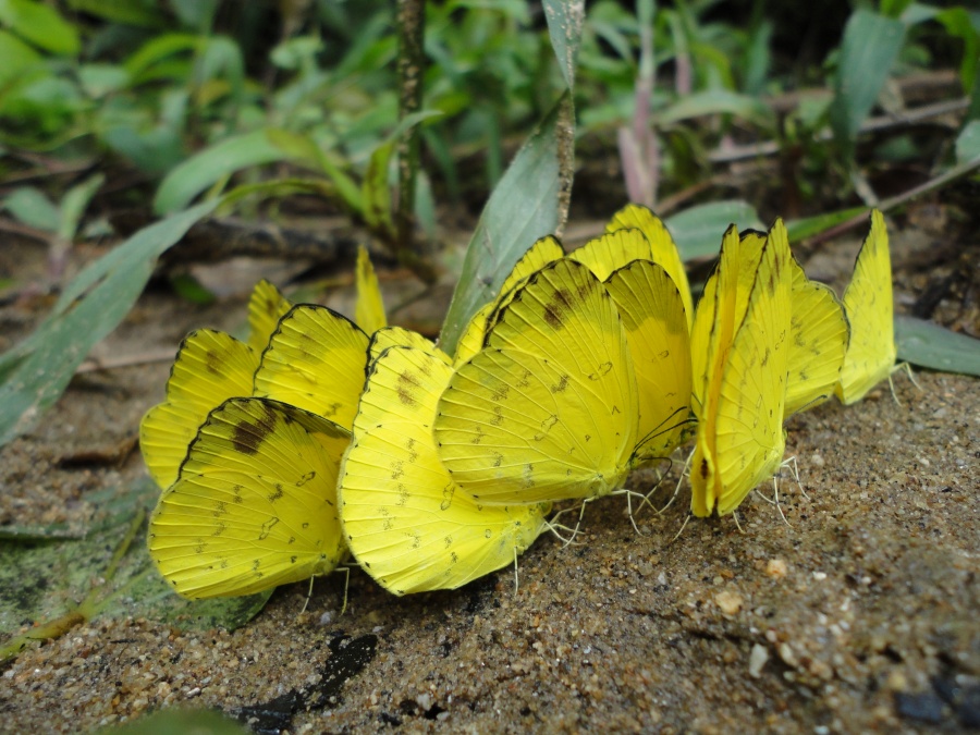 Khao Phanom Bencha National Park Krabi