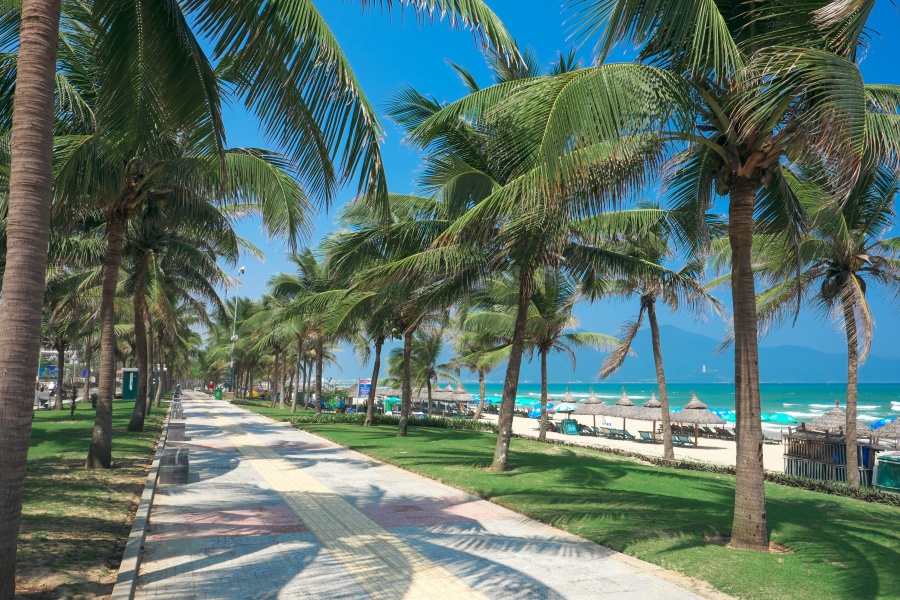 My Khe Beach coconut trees