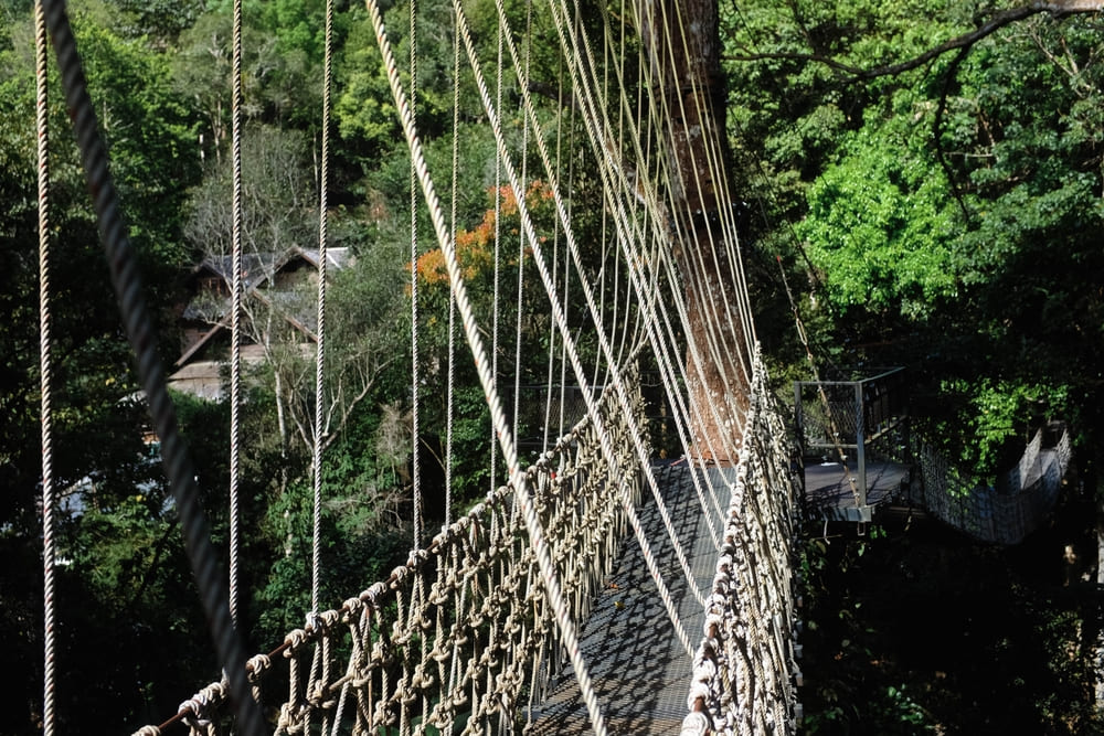 Wooden Bridge at Teddu Coffee Ćafe