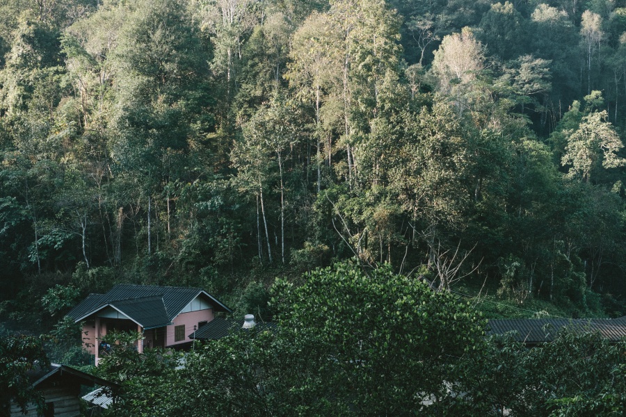 Mae Kampong forest