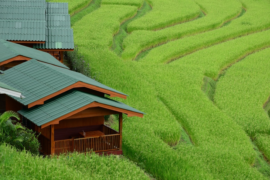 Rice,Field,Terraces,At,Mae,Klang,Luang,,Homestay,Chiangmai,,Thailand