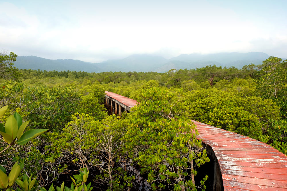 Salak Phet Mangrove Forest