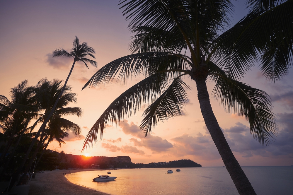 Silhouette palm trees in Koh Samui