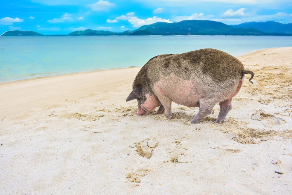 Pig on the beach at Madsum island