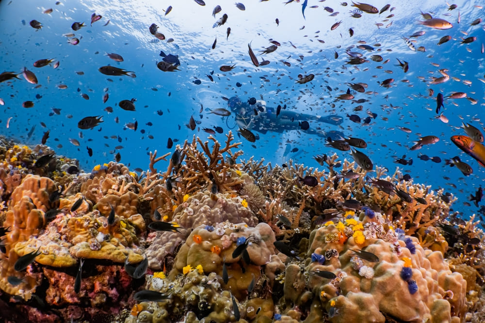 Coral reefs landscape in Koh Tao