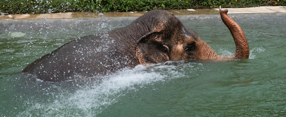 Elephant playing in the water