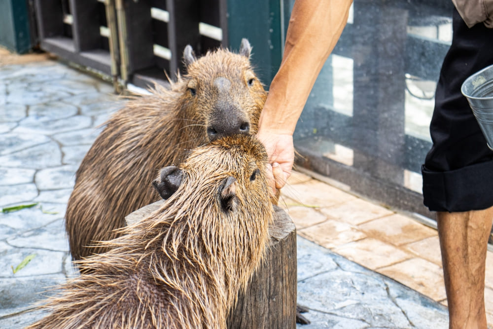 Two capybaras eating