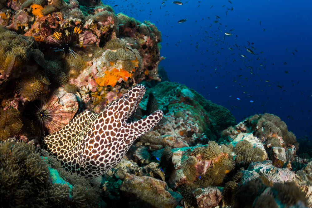 Scuba Diving, Koh Tao