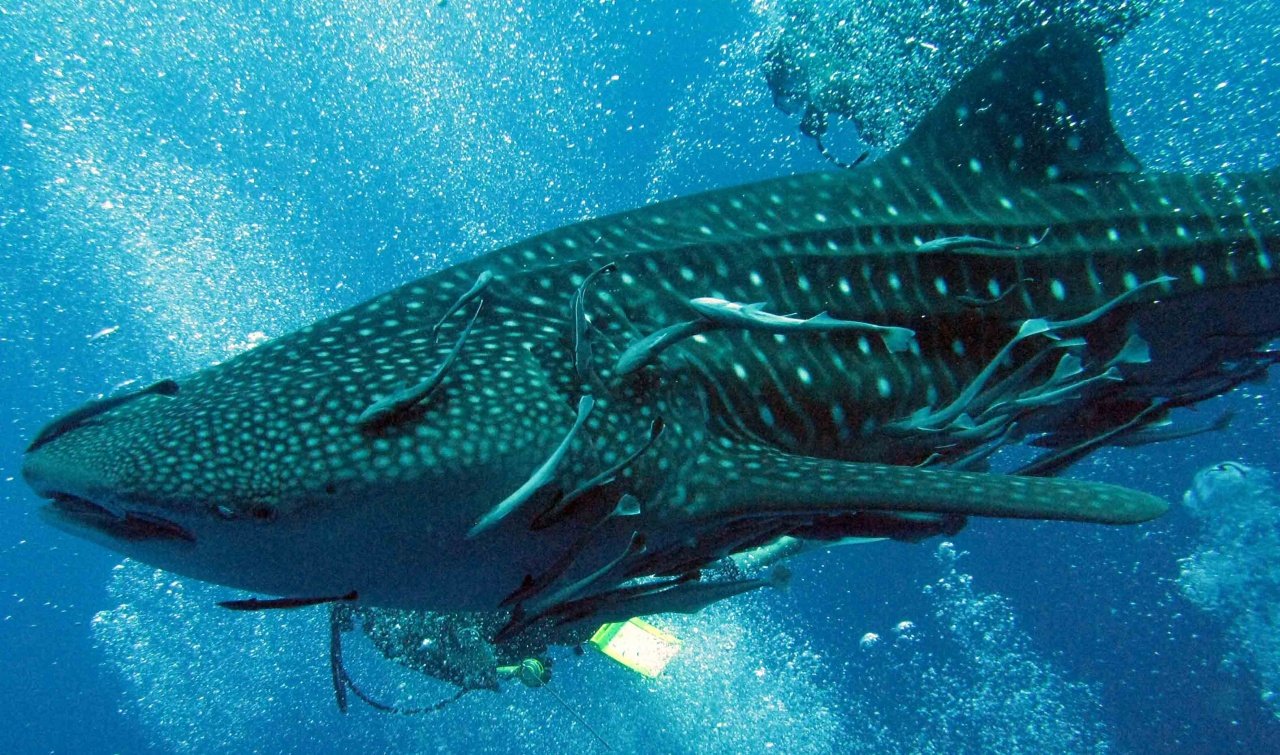 Top Snorkeling and Diving in Koh Samui Best Spots & Tips