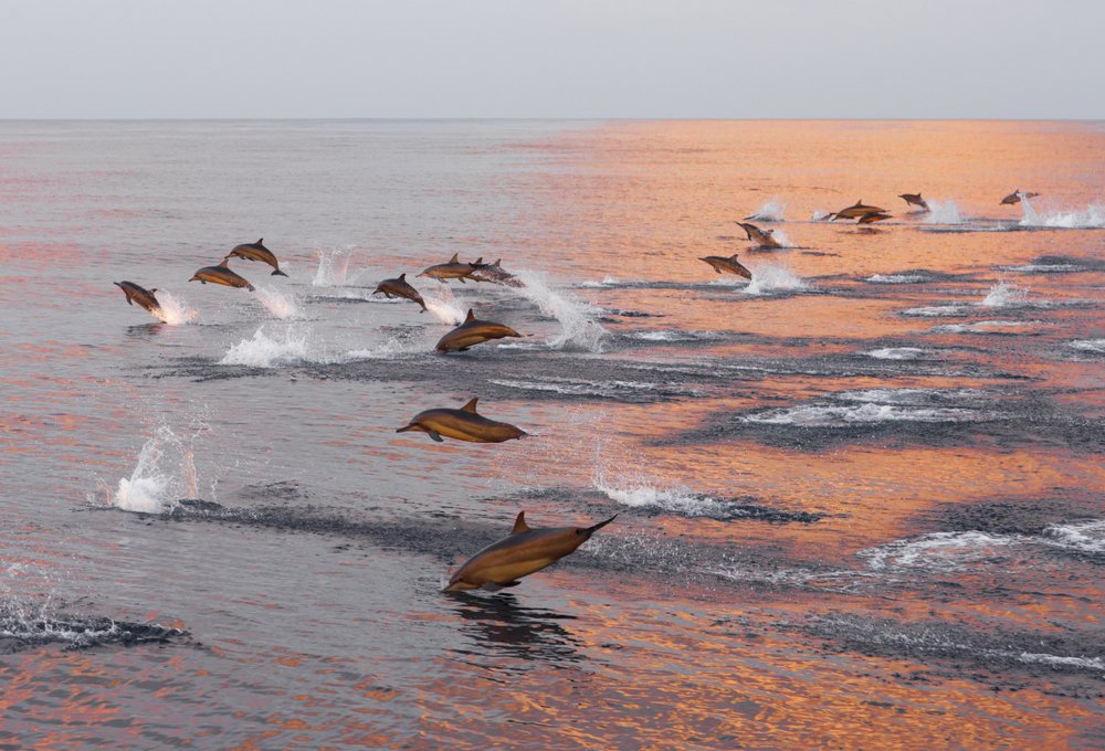 Activities in The Maldives