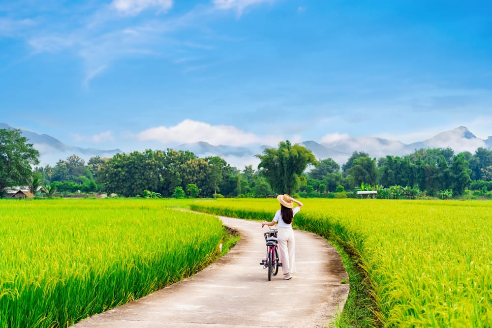 Riding a Bicycle in Paddy Field