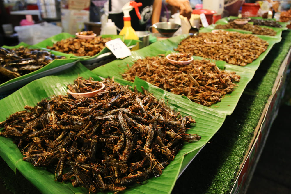 Assorted insect snacks at Naka night market