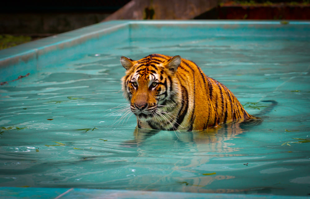 Tiger Kingdom Phuket