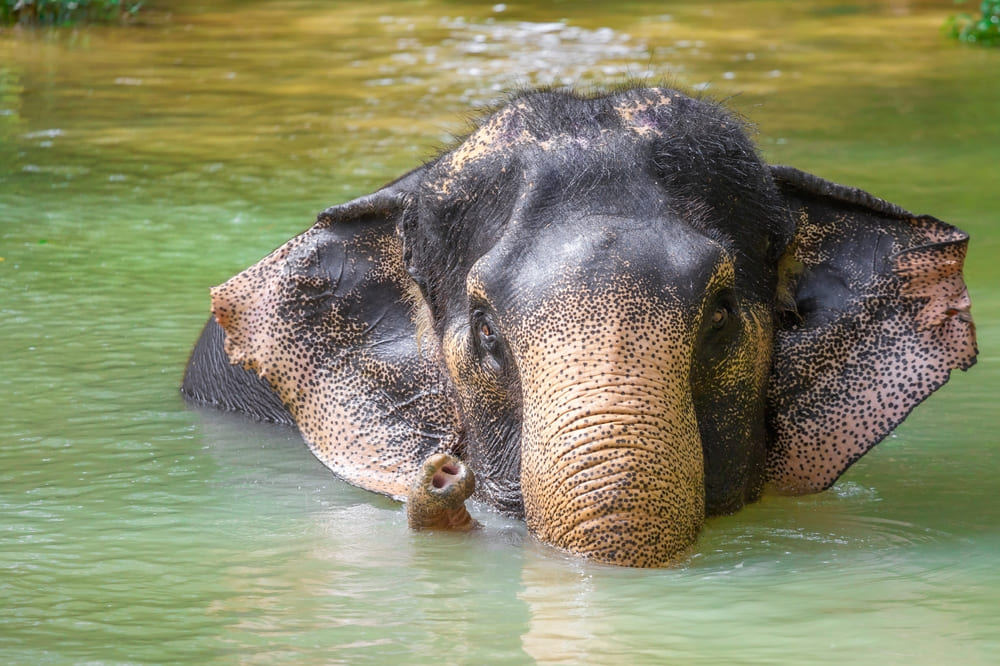 Elephant Jungle Sanctuary Phuket