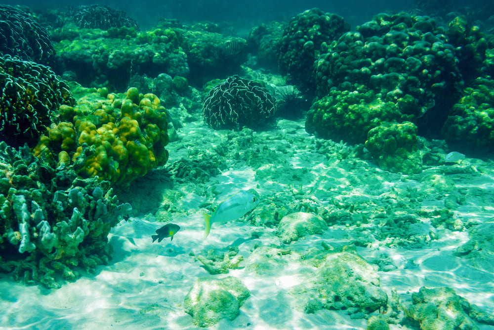 Corals under water at Banana Beach