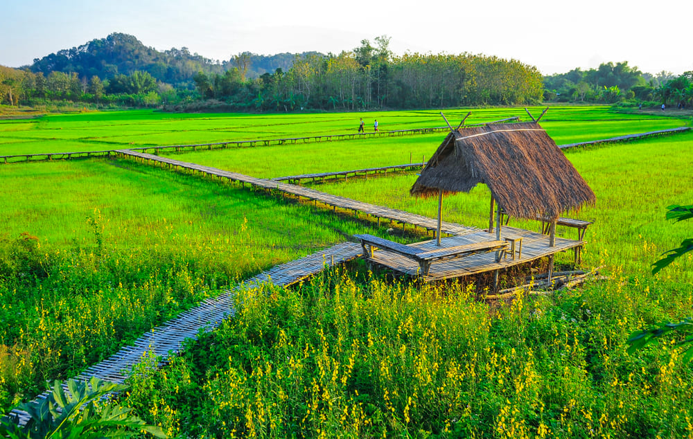 Wooden hut in the middle of a green field at Ban Na Ton Chan