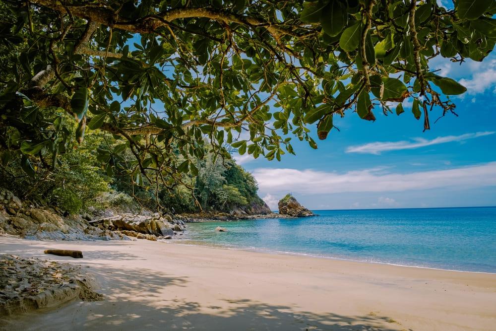 A Tree hovering over Banana Beach