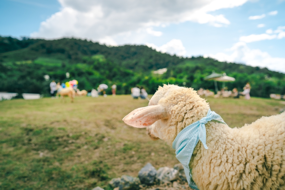 บ้านแกะแม่ขิ Maekee Sheep House ที่เที่ยวคนเดียวเชียงใหม่