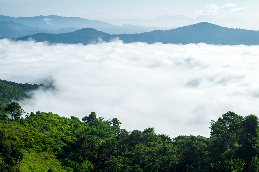 Sea of mist