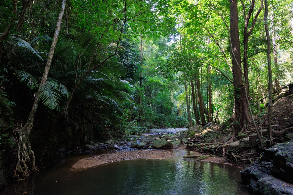 Green jungle at Khao Phanom Bencha National Park