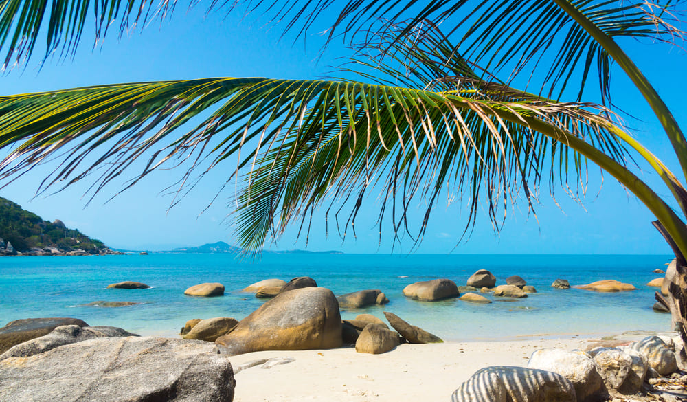 A Tree with the Rocky Beach at Koh Samui