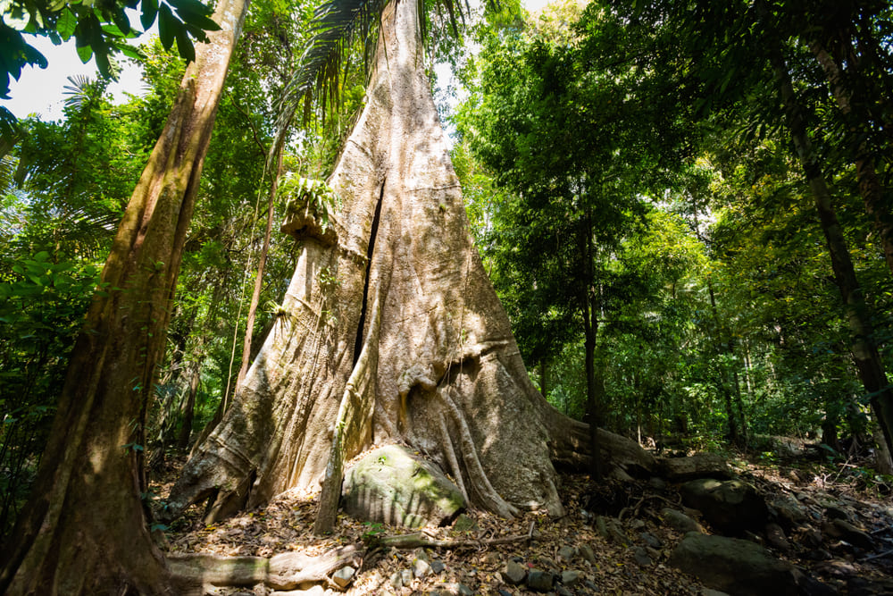 เส้นทางเดินป่าศึกษาธรรมชาติ ใน อุทยานแห่งชาติเขาพนมเบญจา กระบี่