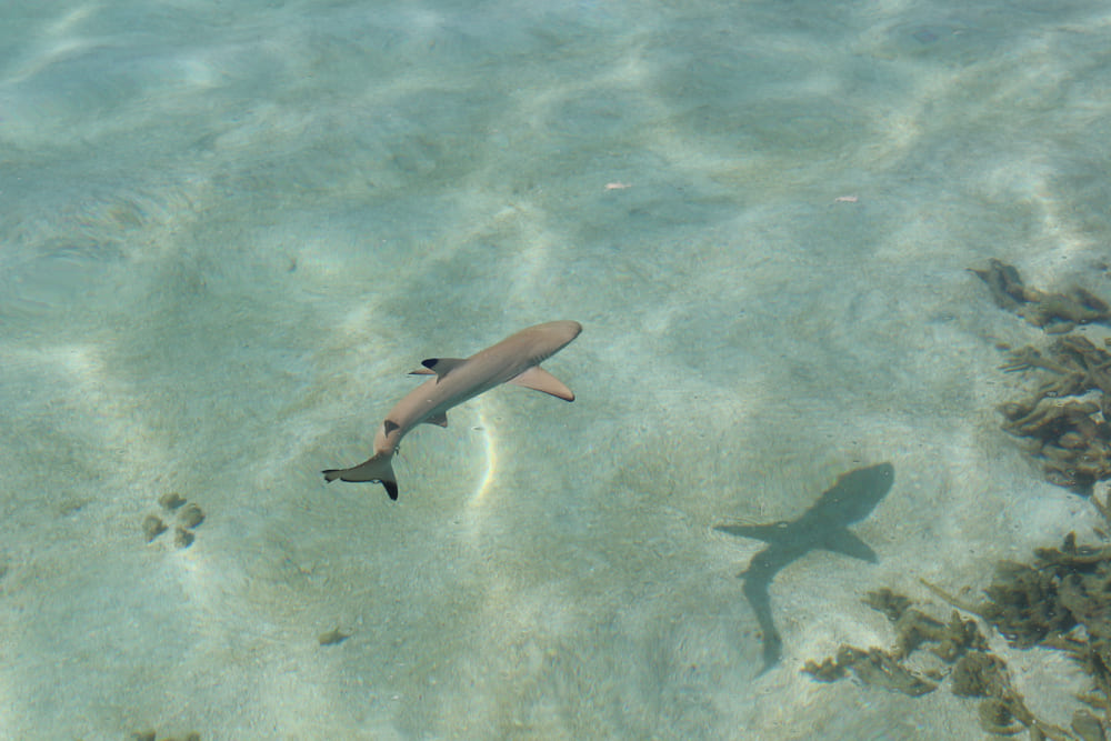 Reef shark swimming in clear water in Kurumba, Maldives