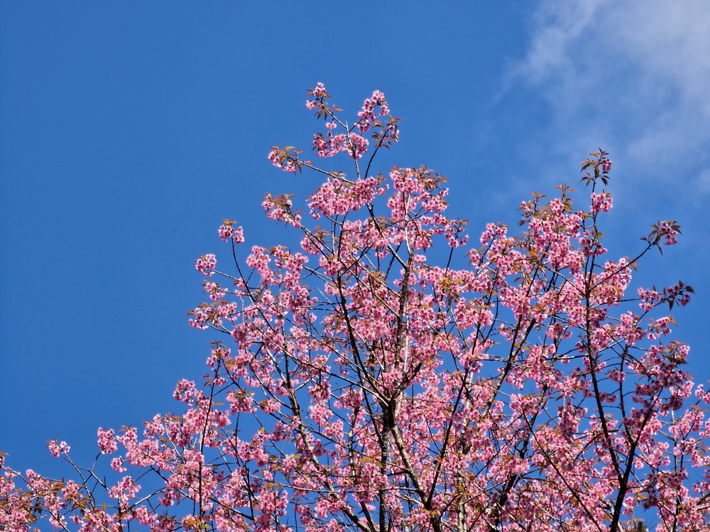 Pink Himalayan cherry blossoms at Doi Kham Fah, Chiang Mai
