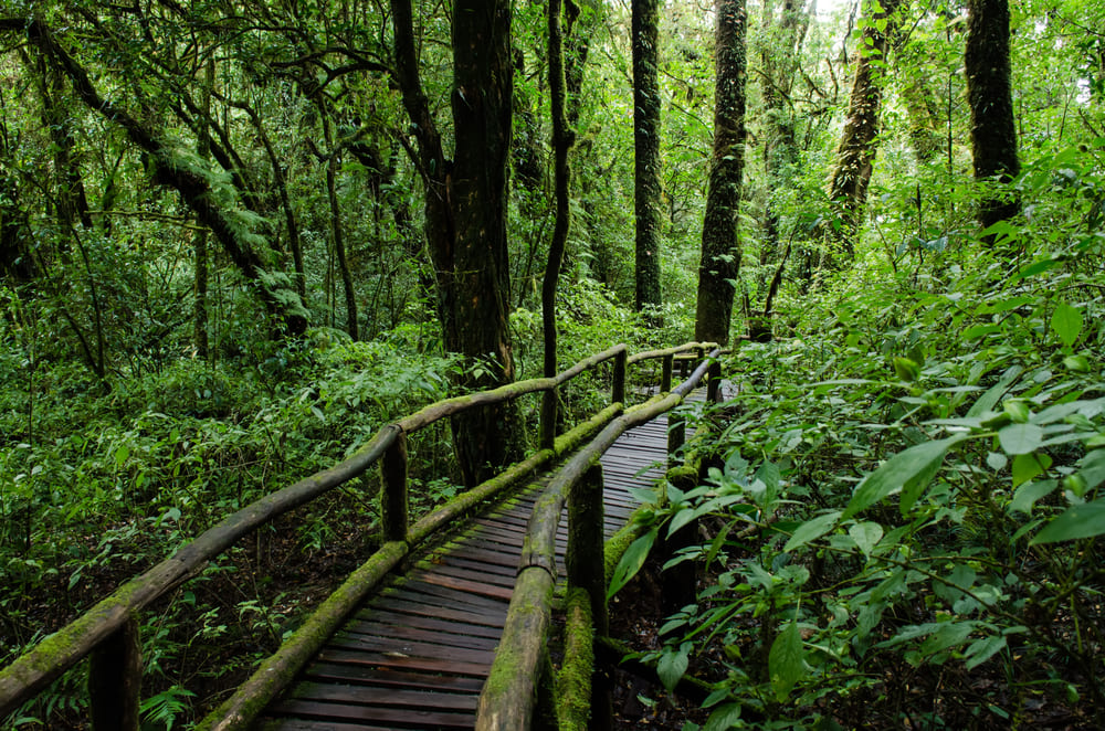 Wooden walkway through a rain forest at Ang Ka Nature Trail in Doi Inthanon