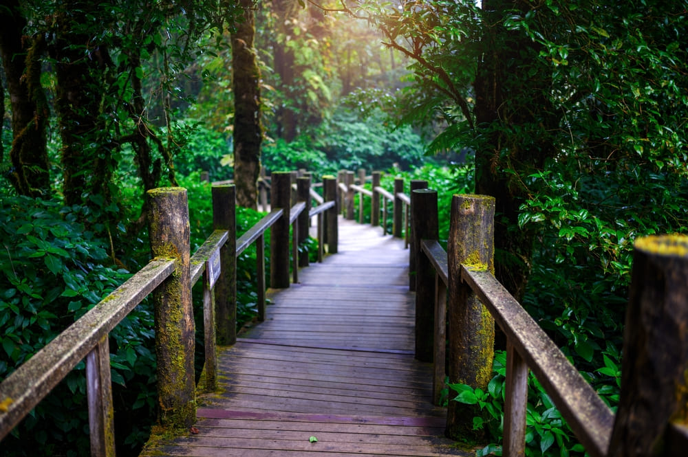 Wooden bridge walkway at Ang Ka Nature Trail in Doi Inthanon