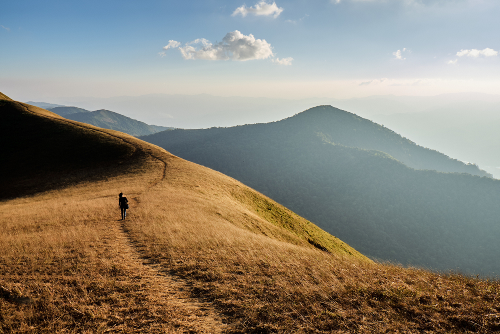 Golden grassland at Doi Mon Jong, Chiang Mai