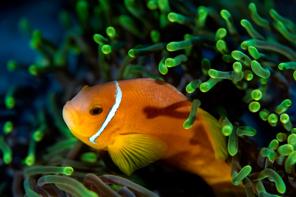 Clownfish in corals near Dhigurah