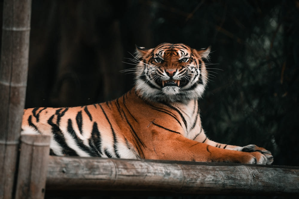Samui Aquarium & Tiger Zoo