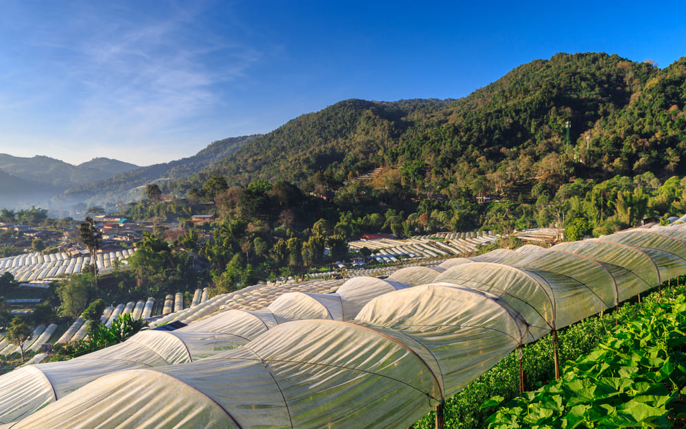Green house farming at Inthanon Royal Project