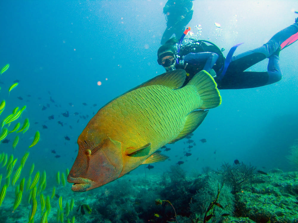 Fish Head จุดดำน้ำที่เกาะมัลดีฟส์