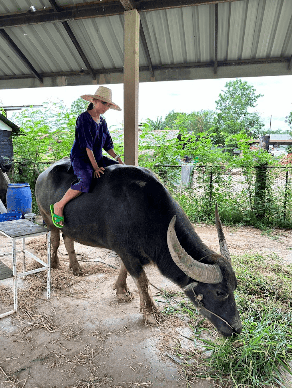 สัมผัสน้องควายแบบใกล้ชิดที่ โครงการเกษตรอินทรีย์