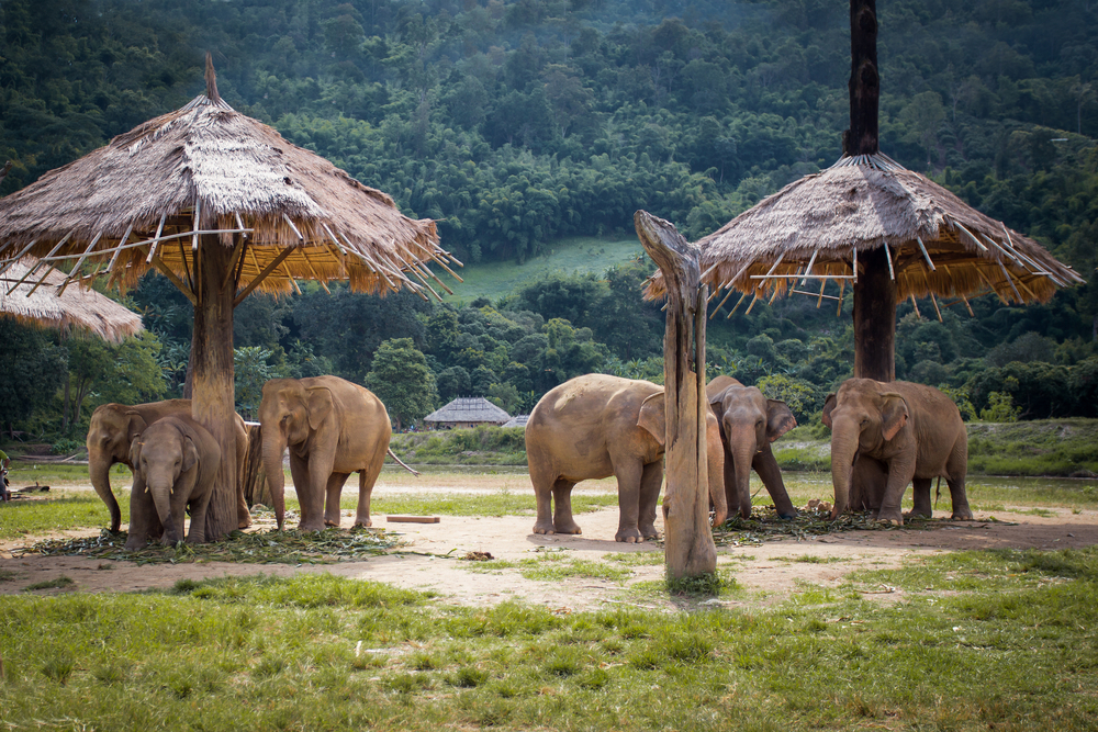 Herd of elephants at the Elephant Nature Park